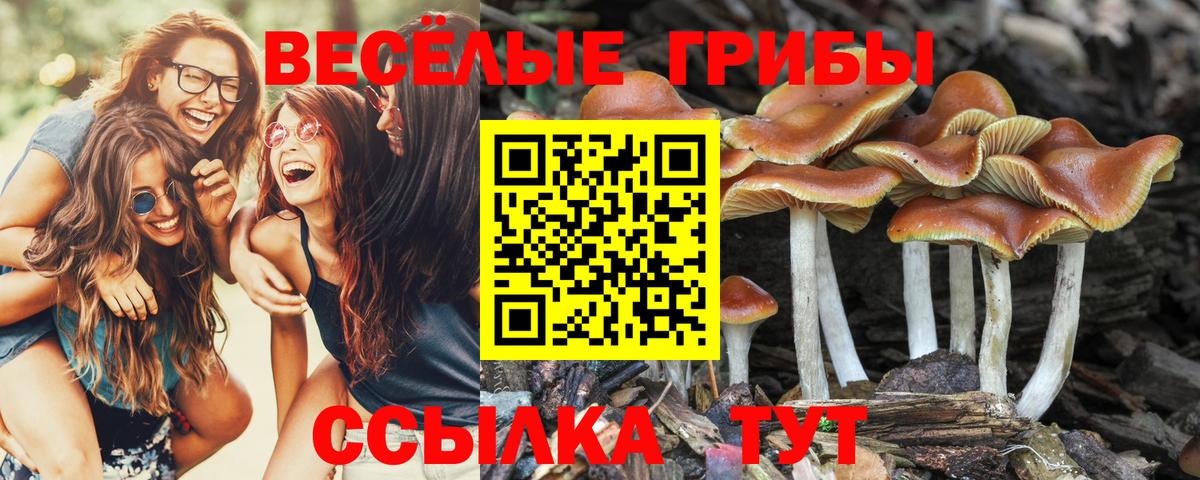 Славянск-на-Кубани  Псилоцибиновые грибы Psilocybine cubensis  Вход с VPN 